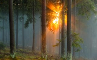 Картинка туман, солнце, деревья, природа, лучи, хвойные, лес, Германия