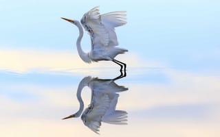 Картинка птица, вода, полет, отражение, цапля