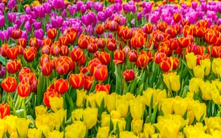Картинка поле, field, тюльпаны, colorful, tulips, розовые, желтые, цветы, flowers, красные
