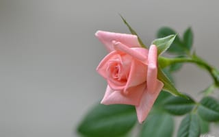 Обои роза, розовая, бутон, цветение, ветка