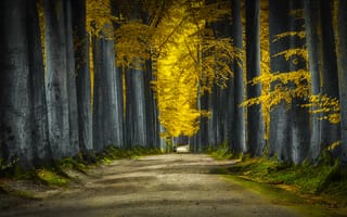 Картинка дорога, деревья, природа