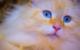 Картинка кошка, голубые глаза, котёнок, мордочка