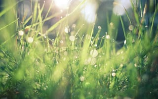 Картинка grass, droplet, drop, macro, macro droplets, grass field, grass macro, droplets of water