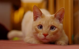Картинка кошка, мордочка, рыжая, взгляд