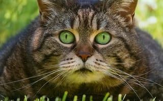 Картинка трава, взгляд, котофеич, кот, мордашка, глазища, котэ