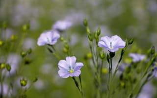 Обои цветы, лён, полевые цветы, маленькие цветы, голубой цветок, лепестки, blue flowers