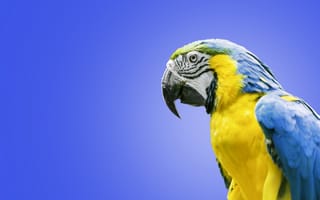 Обои Сине-жёлтый ара, ара, попугай, птица