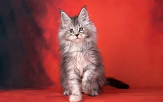 Картинка кот, пушистый, красный, котёнок