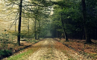 Обои лес, дорога, природа, осень