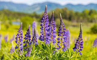 Картинка поле, лес, горы, природа, поляна, цветы, фиолетовый