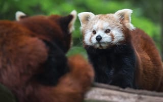 Картинка взгляд, мордочка, отражение друг друга, парочка, красная панда, малая панда, панда