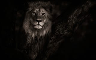Картинка Botswana, дикая природа, лев