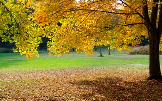Картинка парк, трава, осень, дерево, листья