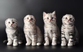 Картинка котята, милые, кошки