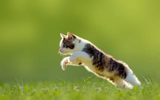 Обои котёнок, прыжок, трава