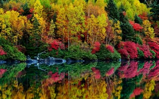Картинка лес, листья, осень, деревья, кусты, река, багрянец