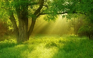 Картинка дерево, трава, лето, свет