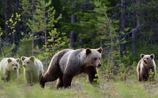 Картинка лес, взгляд, ветки, мишка, медведь, медвежонок, малыш, поза