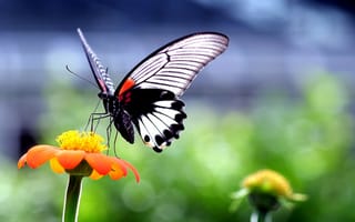 Обои бабочка, растение, мотылек, цветок, природа, крылья, насекомое