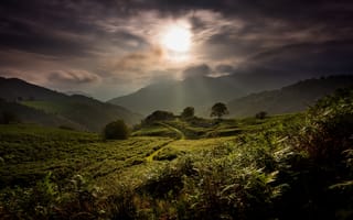 Картинка зелень, лес, солнце, лучи, свет, небо, лето, облака