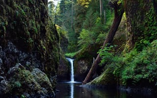 Картинка лес, деревья, водопад, река, ствол, скалы, природа