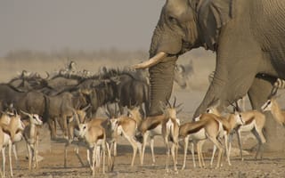 Картинка Национальный парк Этоша, животные, саванна, антилопы, слон, стадо