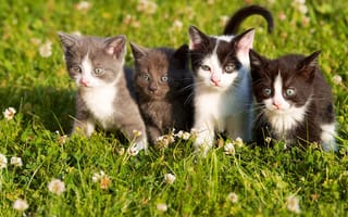 Картинка котята, трава, малыши, глазки