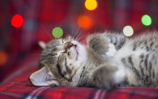 Картинка котенок, Eygenei Eg, спит, пушистый, боке