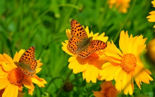 Картинка Весна, Flowers, Цветочки, Butterfly, Macro, Бабочки