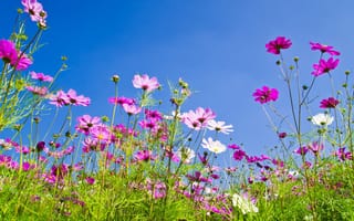Картинка поле, лето, meadow, pink, луг, colorful, flowers, солнце, cosmos, небо, summer, розовые, цветы, field