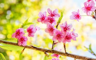 Картинка ветки, весна, cherry, pink, blossom, цветение, сакура, sakura