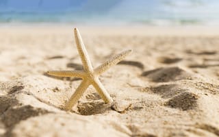 Картинка песок, море, beach, sea, звезда, пляж, морская, summer