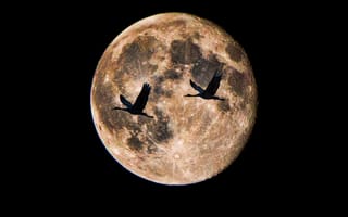 Картинка ночь, птицы, луна