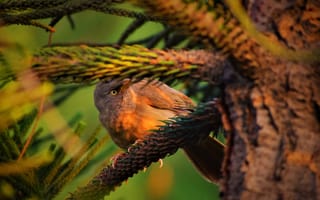 Картинка деревья, природа, клюв, птица