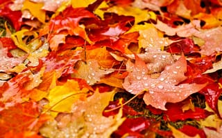 Картинка листья, осень, капли, капельки, природа, оранжевые, желтые, макро