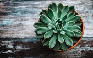 Картинка цветок в горшке, Echeveria, Цветок на столе, Эхеверия