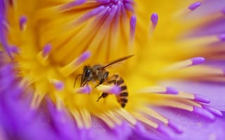 Картинка цветок, пчела, лепестки, насекомое, растение