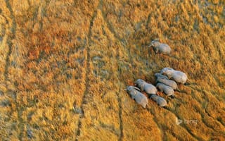 Обои Ботсвана, слоны, дельта реки Окаванго, Африка, трава