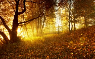 Картинка осень, солнце, листья, деревья, лес, листва, закат