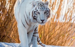Картинка белый, красавец, тигр