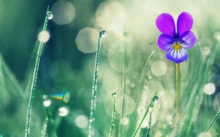 Картинка цветок, трава, лето, Valentin Valkov, природа, капли, боке, макро, фиалка, роса