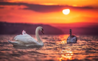 Картинка закат, водоём, пара, птицы, Valentin Valkov, вечер, солнце, лебеди