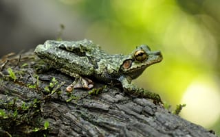 Картинка взгляд, макро, деревья, серо-зелёный, кора, поза, лягушка