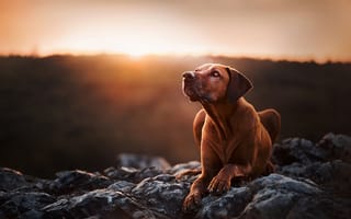 Картинка закат, Родезийский риджбек, собака, портрет, камни