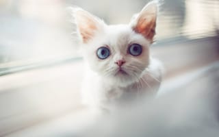 Обои белый, котейка, взгляд, голубые глаза, котёнок, мордочка