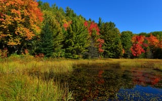 Картинка небо, лес, трава, осень, пруд, деревья
