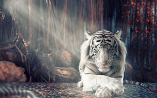 Картинка отдых, тигр, белый
