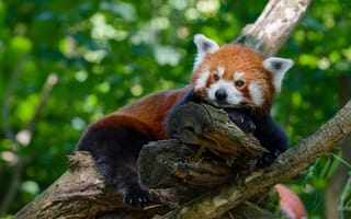 Картинка взгляд, морда, листва, отдых, природа, деревья, поза