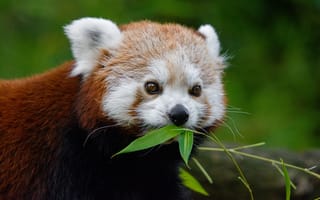 Картинка морда, зеленый, красная панда, веточка, обед, портрет, малая панда