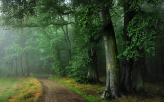 Обои Оденвальд, дорога, Германия, дождь, туман, лето, лес